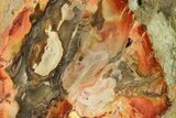 Long Petrified Wood (Araucaria) Limb - Madagascar #166611-1
